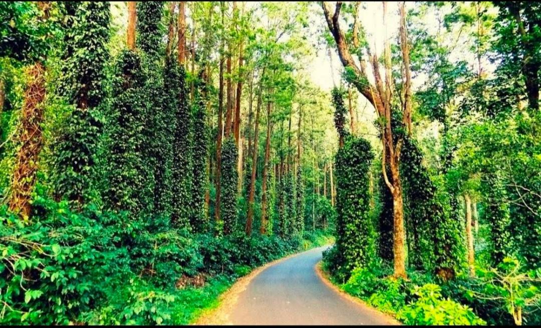 Sp Resort Inn Yercaud Exteriér fotografie